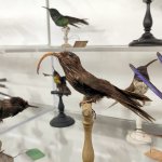 La Collezione ornitologica Auteri annovera 217 esemplari di colibrì - Foto p.g.c. Muzoo Catania